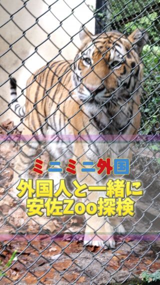 🌍✨外国人のお兄さん・お姉さんと一緒に、安佐Zooを大冒険！🦁🐘
動物たちを見ながら英語でクイズに挑戦したり、ワークシートを手に真剣モードになったり…
子どもたちの目がキラキラ輝く瞬間がたくさんありました。

ライオンの迫力にドキドキ！🐾
ゾウの大きさにビックリ！🐘
骨の展示に「これなに!?」と質問が飛び交う場面も。

自然の中で外国人と笑い合いながら学ぶ体験は、まるで小さな海外旅行。✈️
遊びながら学んで、気づけば英語も自然と口から出ちゃう！

👦👧 子どもたちにとって、ただの動物園じゃない、特別な学びの一日になりました。
大人も子どもも一緒に笑顔になれる、この空気感をぜひ感じてください！

#ミニミニ外国 
#子どもの成長 
#英語体験 
#親子デート 
#広島